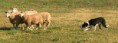 /album/ra%c3%a7as%20de%20cachorros%20%2c%20%28%3a/border-collie-3-jpg/